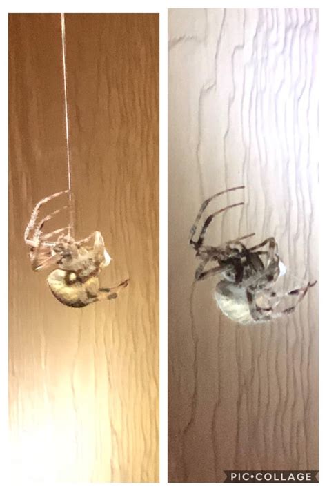 Committed Spider.